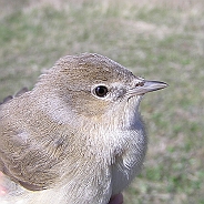 Trädgårdssångare, Sundre 20050514